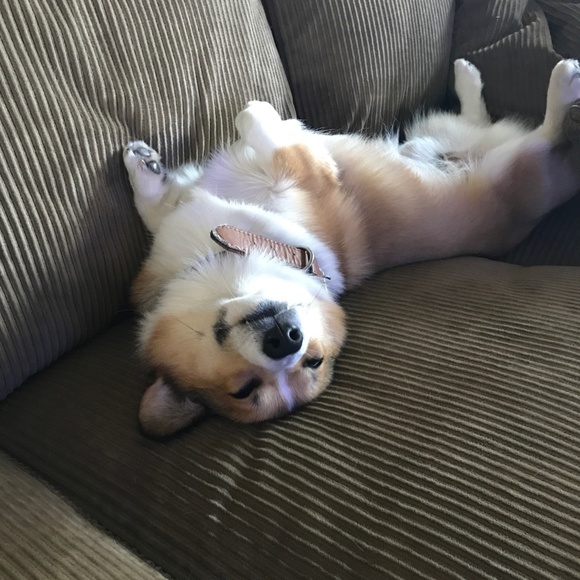 Meet your Posher, Stacy - Picture 3 of 3